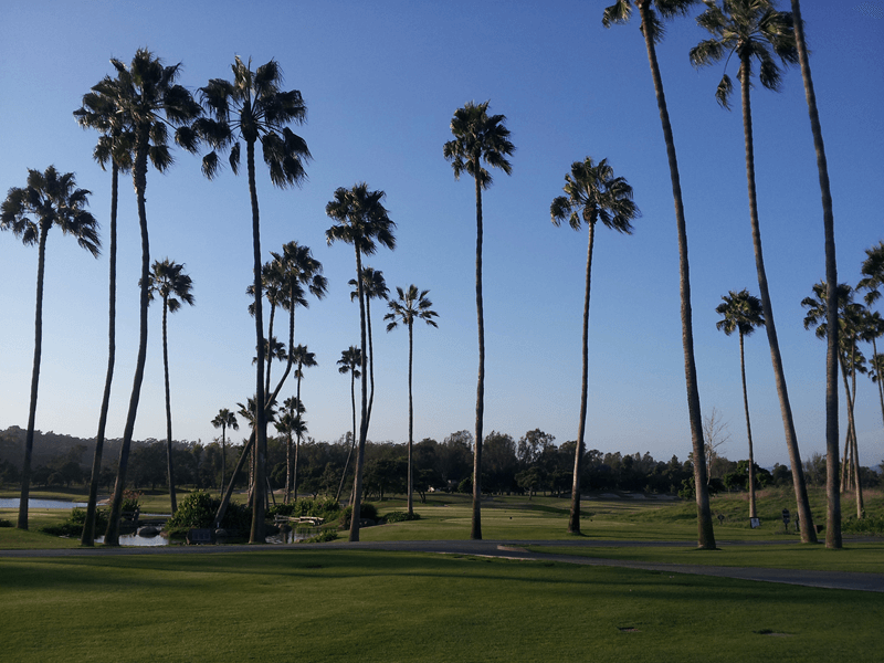 Golf course with palm trees
